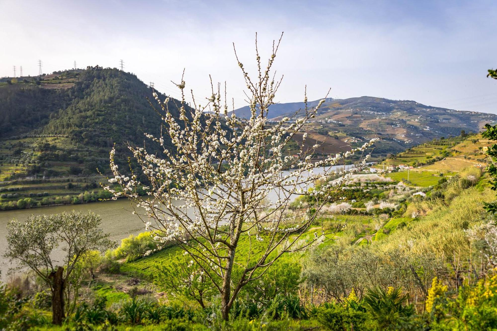 Fraga Douro House, Douro Valley 雷森迪 外观 照片